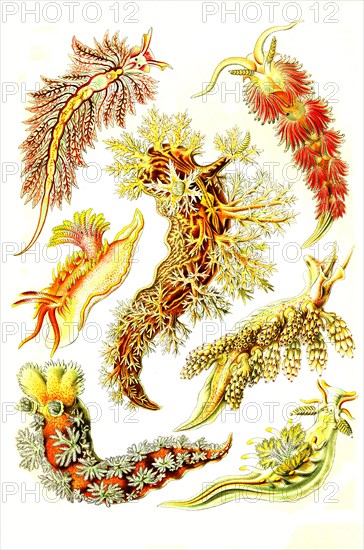 Nudibranchs