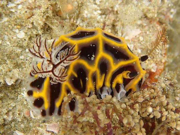 Star snail South African Halgerda