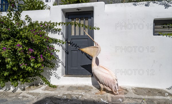 Pelican Petros