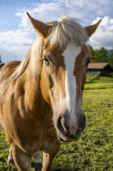 Haflinger horse