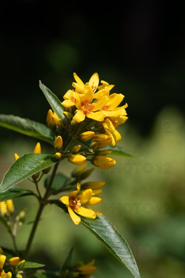 Yellow loosestrife