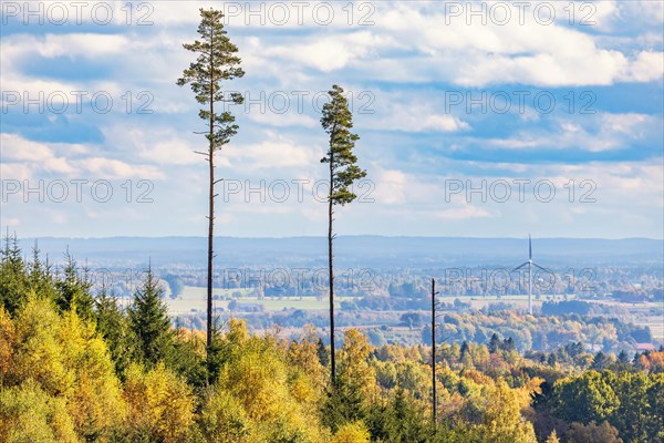 Tall pine trees in a beautiful landscape view with autumn colors