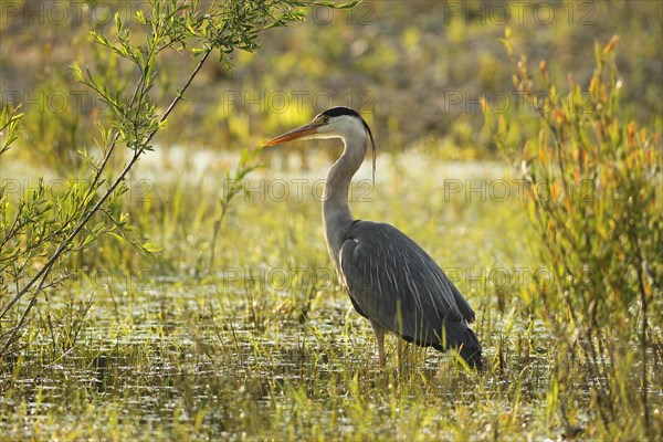 Grey heron