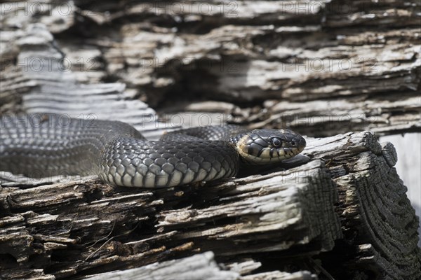 Grass snake