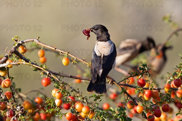 Roseate starling