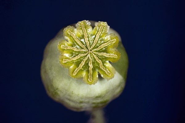 Capsule of the opium poppy