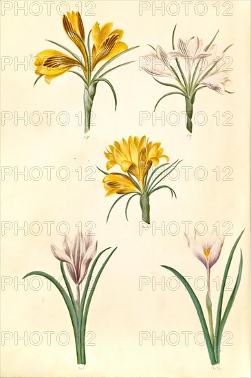 Gold brocade crocus