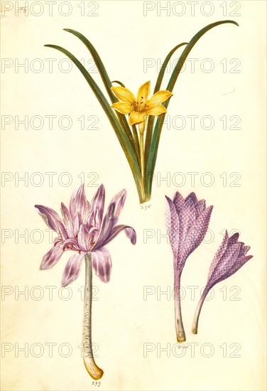 Meadow saffron