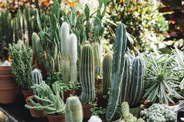 Fresh cactus plants growing greenhouse