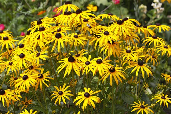 Yellow coneflower