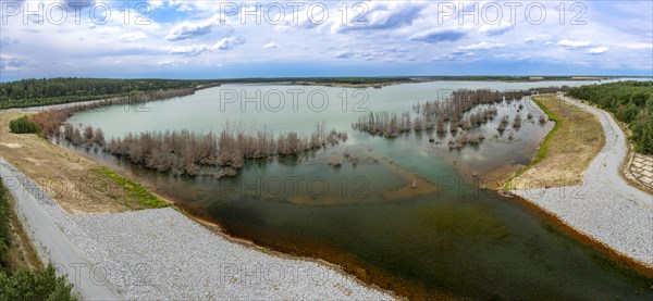 Trees in Lake Sedlitz