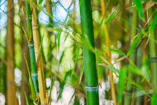 Bamboo stems and leaves in the bamboo grove close up on sunny day background