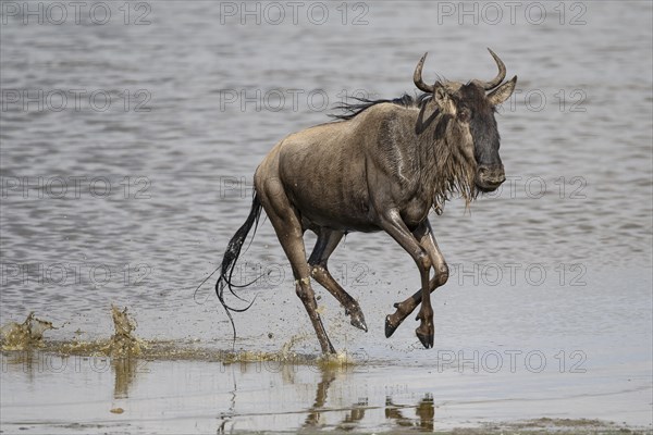 Wildebeest