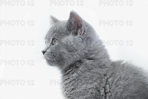 British Shorthair male