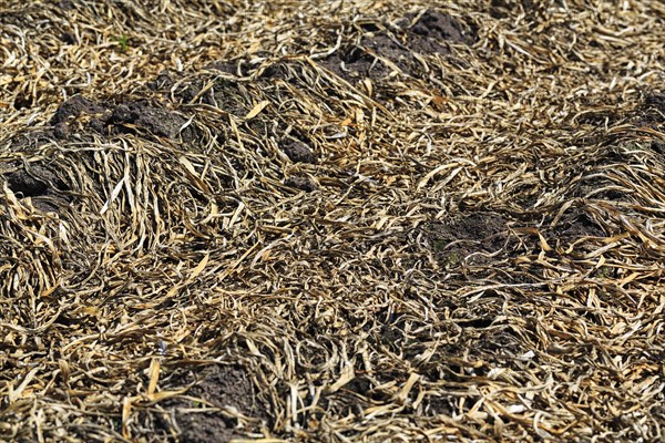 Straw in a potato field