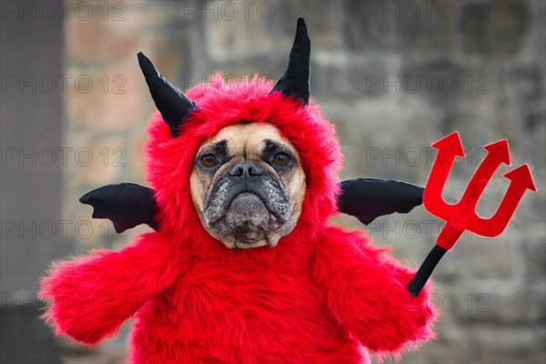 Cute French Bulldog dog with red Halloween devil costume with fake arms holding pitchfork with horns and black bat wings