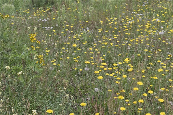 Wildflower meadow with hawkweed