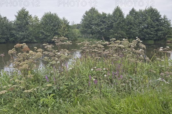 Norwegian angelica