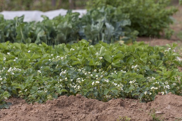 Strawberry plants in a vegetable field