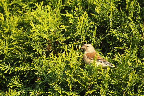 Linnet