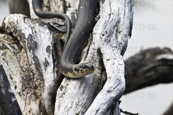 Grass snake