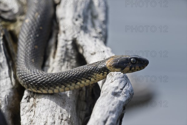 Grass snake