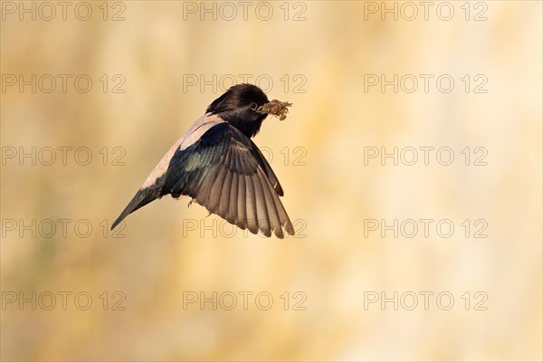 Roseate starling