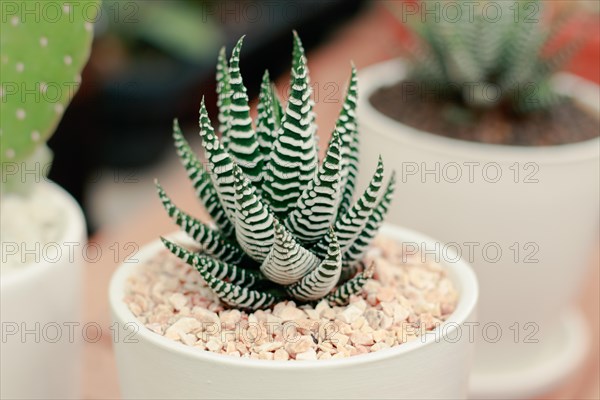 Zebra plant or Haworthia fasciata in a small white pot