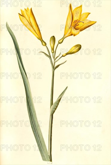 Yellow daylily