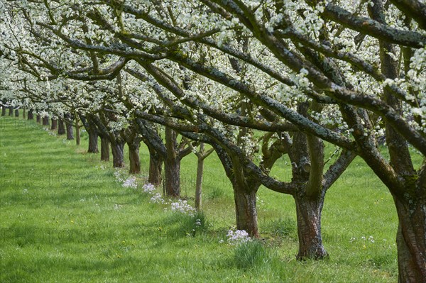 Plum tree