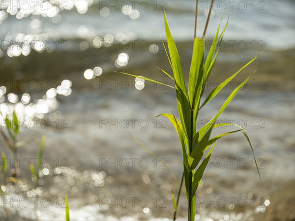 Common reed