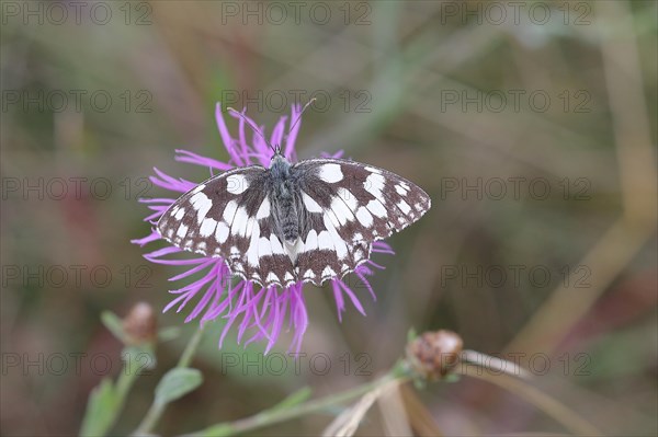 Marbled white