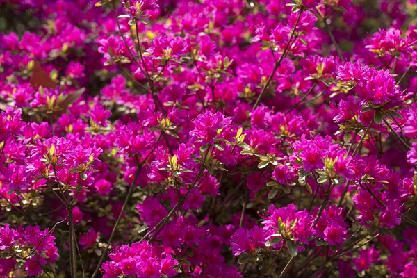 Red flowering azalea