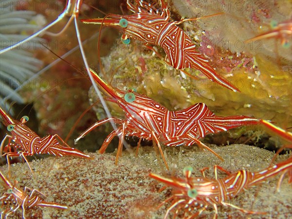 Several specimens of camel shrimp