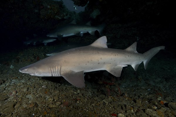 Sand tiger shark