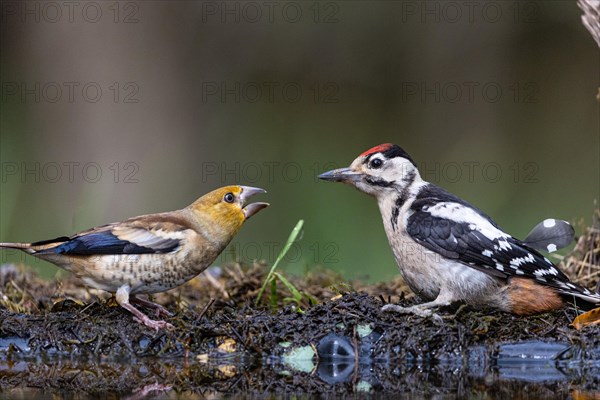 Great Spotted Woodpecker