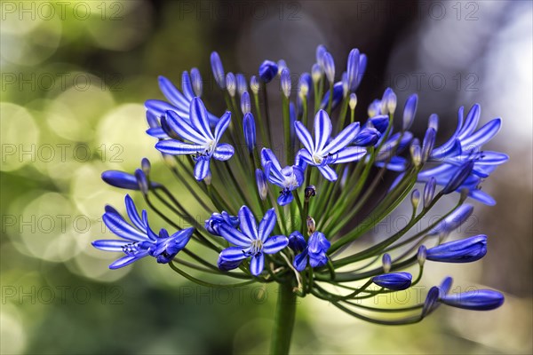 Blue lilies of the nile