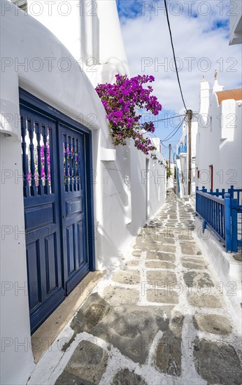 Cycladic white houses with pink bougainvillea