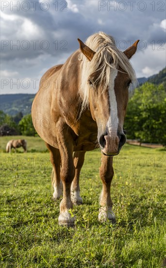 Haflinger horse