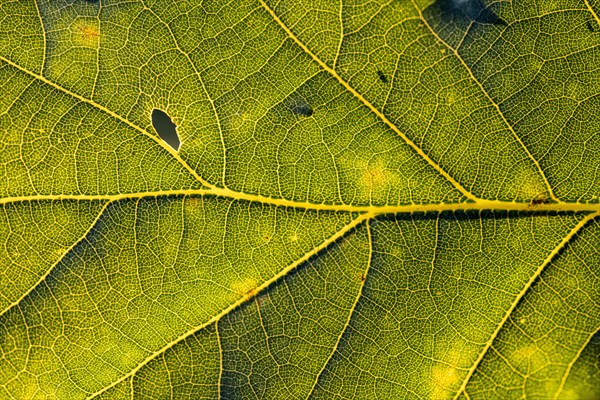 Leaf of an oak