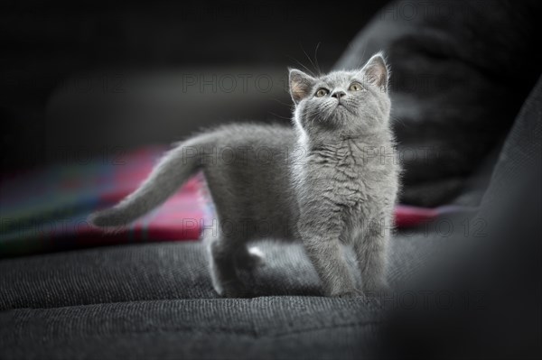 British Shorthair male