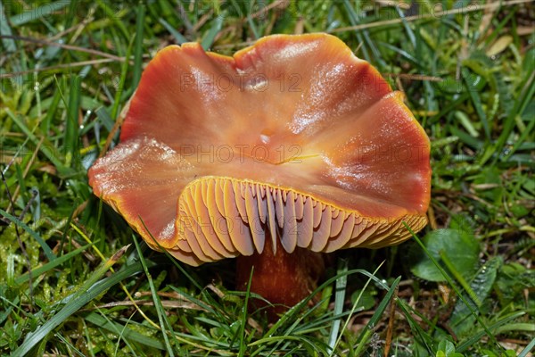 Cherry red sapling Fruiting body with cherry red cap and stalk in green grass