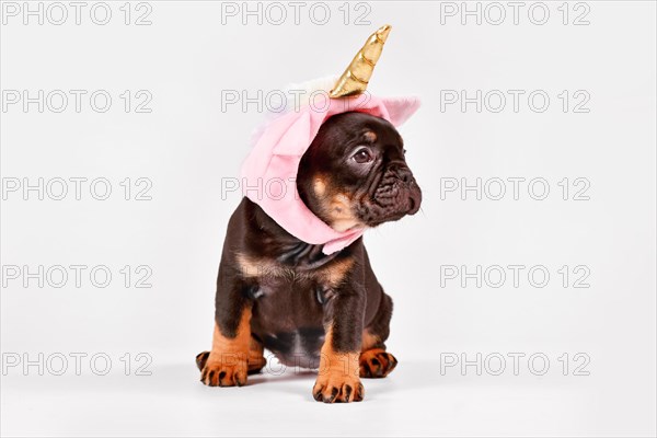 Tan French Bulldog dog puppy with cute pink unicorn hat with golden horn