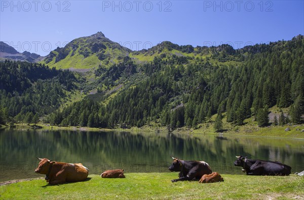 Cattle herd at Duisitzkarsee