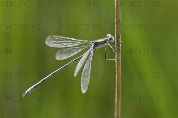 Emerald damselfly