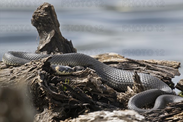 Grass snake