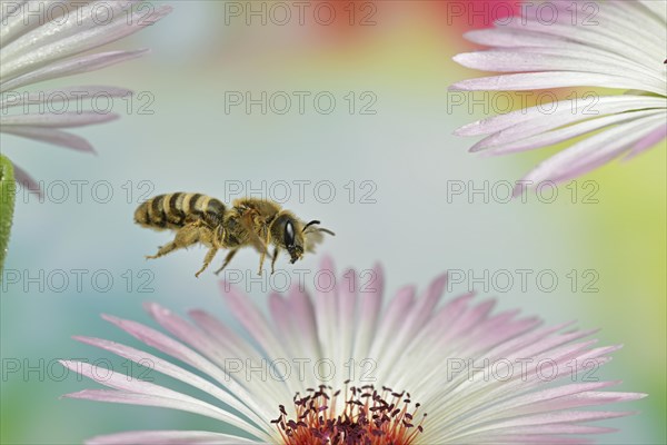 Sweat bee