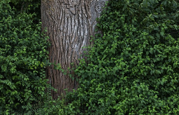 Tree trunk of an old lime tree