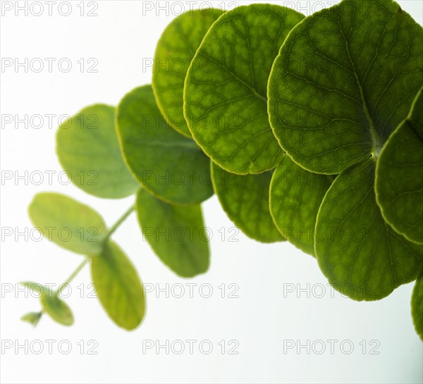 Close up round green leaves