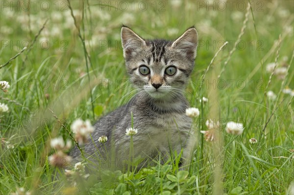 Nine-week-old tabby kitten sitting in grass